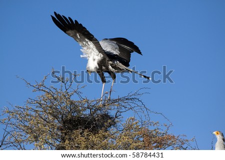 Secretary bird, Sagittarius serpentarius, roosting in a camel thorn tree in the Kgalagadi Park in South Africa and Botswana. It has loose black feathers behind its head that look like pens.