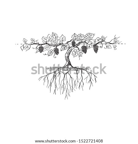 
fertile grape bush with large root black and white graphic drawing