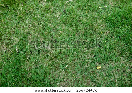 green grass and dry grass  Sward dry