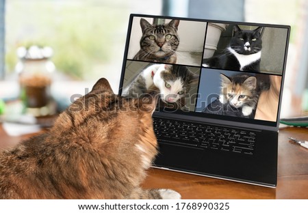 Back view of cat talking to cat friends in video conference. Group of cats having an online meeting in video call using a computer. Focus on cats, blurred background.
