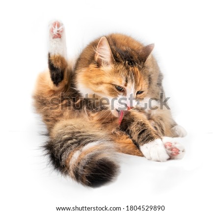 Isolated cat licking itself in sitting position with tongue out. Front view of cat grooming a paw with one hind leg up. 1 year old orange/white female cat. Concept for grooming and healthy skin.  Stock foto © 
