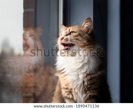 Similar – Image, Stock Photo Cat at the window Animal