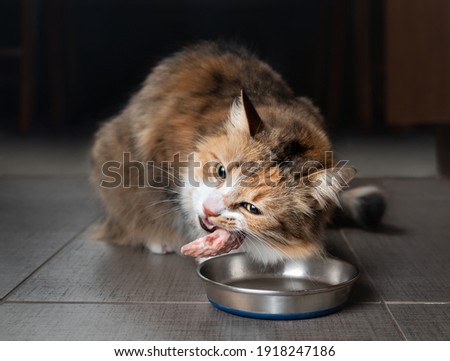 Cat eating raw chicken wing tip. Female kitty chewing on piece of raw meat in the kitchen with head tilted. Concept for raw food diet for cats, dogs and pets or cats are carnivores. Selective focus.