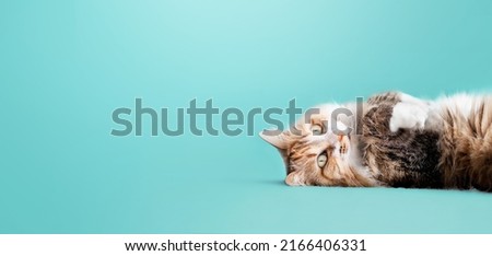 Image, Stock Photo Calico pet cat lying in a warm and cozy bedroom, showing a relaxing autumn mood and aesthetic