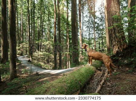 Similar – Image, Stock Photo Beagle dog with a stick on a green field during spring runs towards camera.