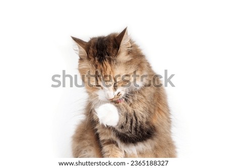 Fluffy cat licking paw. Relaxed kitty grooming front paw. Concept for grooming, healthy skin and happiness. 3 years old, long hair, calico or torbie , female cat. Selective focus. White background. Stock foto © 