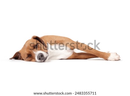 Similar – Image, Stock Photo Adult tired dog lying on sofa at home