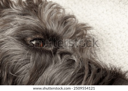 Similar – Image, Stock Photo Close up of dried parrot tulips.