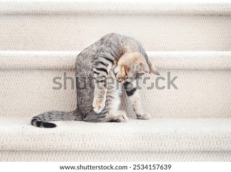 Image, Stock Photo three curious kittens side by side inside of cat pet cave