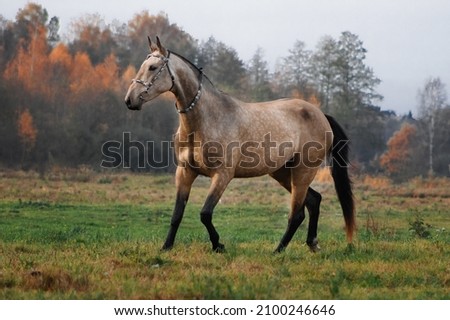 Akhal Teke buckskin horse in traditional oriental bridle trotting in the autumn field near yellow colored woods. Photo stock © 