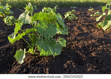 The cultivation of cucumbers. Rows of growing cucumber seedlings in the spring in the garden. Young cucumber bushes on a vegetable bed on a sunny day. The theme of gardening, farming, a rich harvest