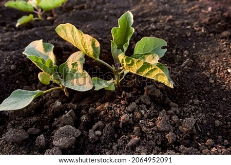 Green eggplant sprout. Young eggplant seedlings on the vegetable bed. Growing eggplant in the black soil in the garden. The theme of gardening, farming, a rich harvest, organic products. 