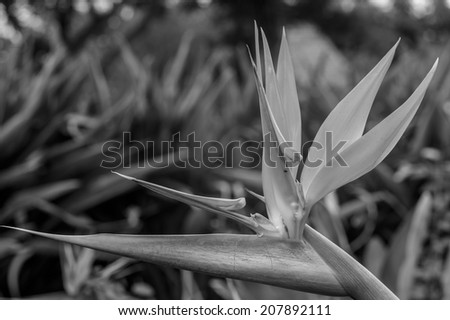 Description:  Bird of Paradise bloom in monochrome with background bokeh. Title:  Bird of Paradise