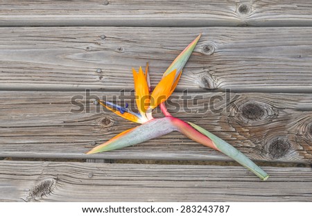 Fresh Bird-of-Paradise blossom with red, yellow,blue green and orange colors against a weathered hardwood plank background.