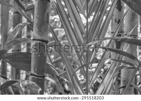 Jungle scene of dense plant growth in the center of the rain forest in tones of black, white, and gray tones.