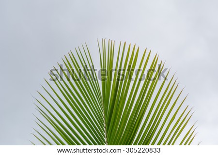 Palm leaf/frond tip in colors of green and yellow against a gray and white cloudy sky background.