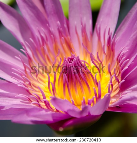 Tropical lotus, Water lily