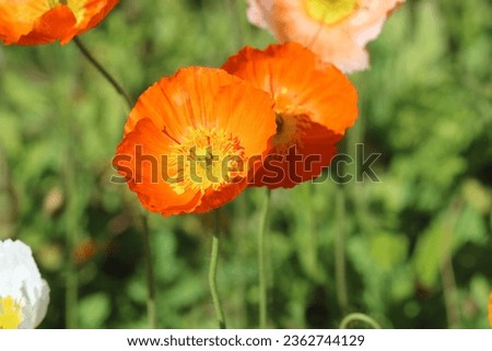 Similar – Image, Stock Photo Papaver nudicaule, Iceland poppy, opening bud and flowers