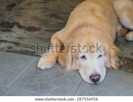 Lost Homeless  Golden Labrador Retriever Dog Sleeping On Cold Floor