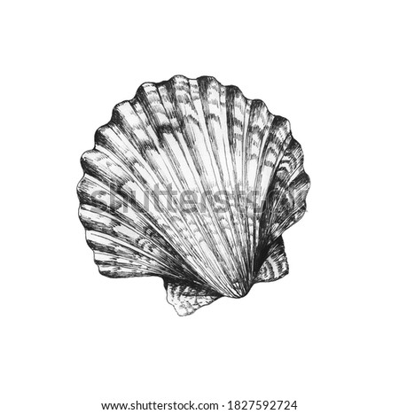 Vintage black and white realistic drawing of Scallop seashell