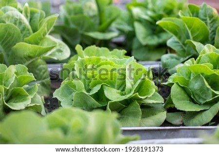 Similar – Image, Stock Photo garden salad Green salad