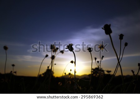 blur of sunset silhouette grass flower foreground