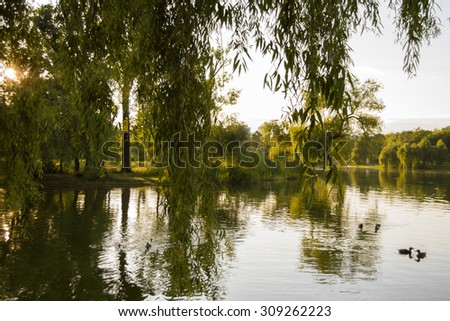 Wide view of tree reflections on a lake at sunset.