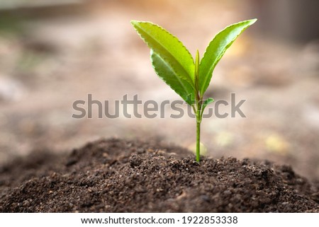 Similar – Image, Stock Photo Spring sprouts of a pine in the forest.