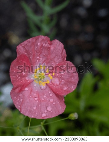 Similar – Image, Stock Photo Pink poppy flower after rain in the garden. Flower head with water drops in full bloom, close-up.