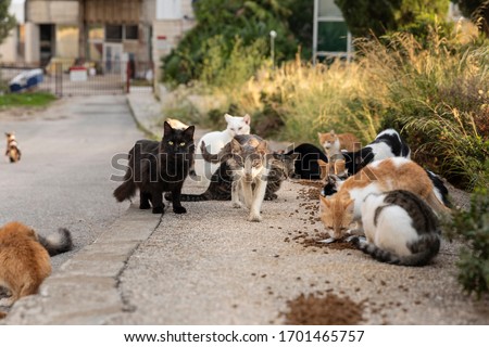 Similar – Image, Stock Photo Feeding protection made of wooden slats. Around a birch tree.