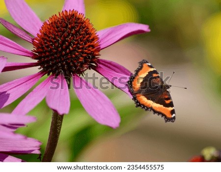 Similar – Image, Stock Photo Closeup of yellow cornflower with selective focus on foreground