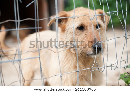 Stray dog behind the corral of a dog refuge