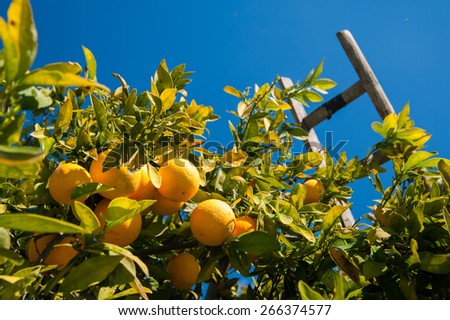 Oranges on tree and the top of a wooden ladder leaned on it during harvest season