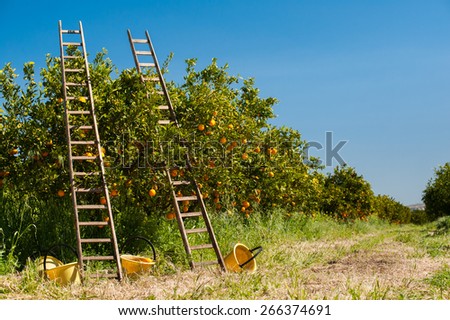 Two wooden ladders leaned on a orange tree a some yellow fruit pails on the ground during harvest season in Sicily