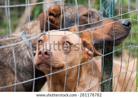 Stray dogs behind the corral of a dog refuge