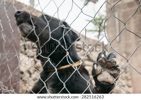 Close up view of the paw of a stray dog behind the corral of a dog refuge