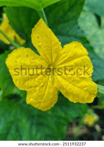 Foto Bild Blumen Anthesis Blütezeit