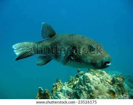 Tropical Fish Puffer Fish