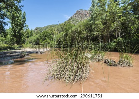 Landscape with forest and river with muddy water in Spain