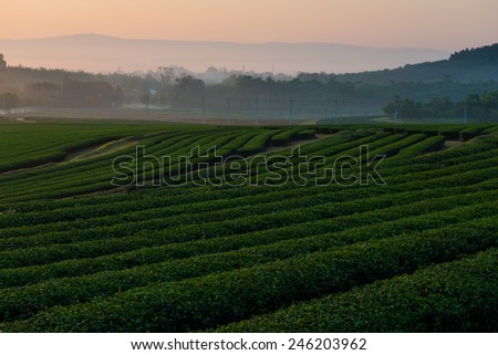 Tea field where in the northern of Thailand  This photo was taken in early morning