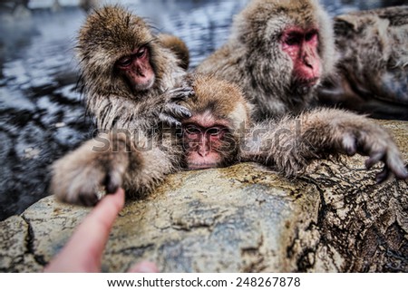 touch to knows, The snow monkey touching human finger with interesting.