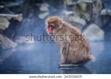 Snow monkey stepping on the rock over the boiled water.