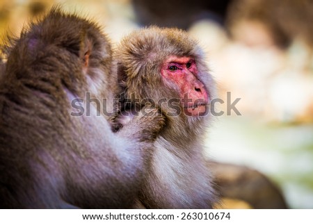 Snow monkey and his friend with a good relationship.