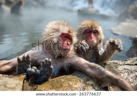 Snow monkey in the hot spa at snow monkey park, Japan.
