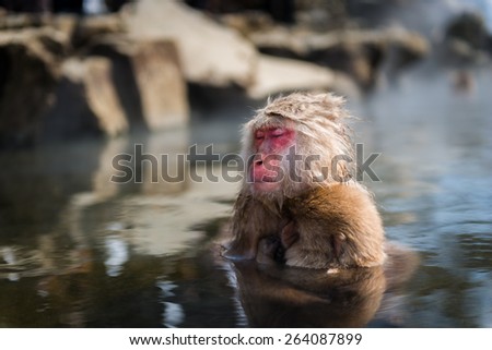 Female monkey gets a hug to her baby monkey at snow monkey park, Japan.