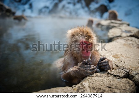 Cute japanese monkeys at snow monkey park, Japan.