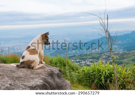 A dog is sitting on the rock and see the view from Phu Tab Berk hill, Phetchabun province, Thailand.