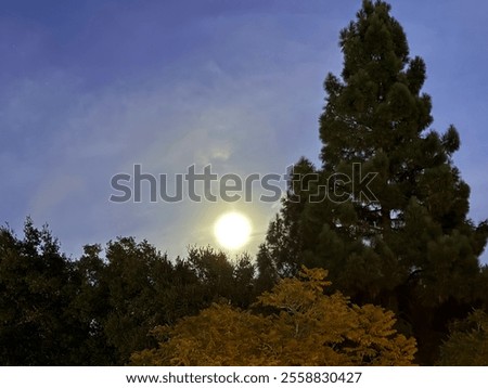 Similar – Foto Bild Vollmond hinter Baumzweigen bei Nacht