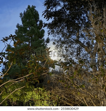 Similar – Foto Bild Vollmond hinter Baumzweigen bei Nacht