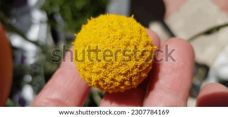 Similar – Image, Stock Photo Inflorescence of Craspedia globosa, Billy button